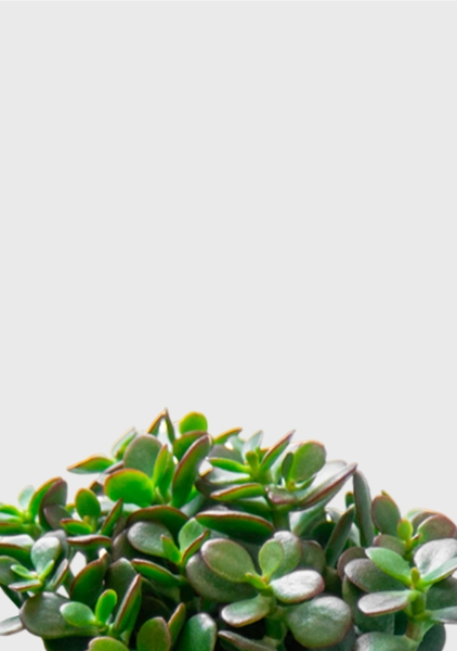 Крассула Овата Минор 12/20 см в OJO Крассула Овата Минор 12/20 см в OJO