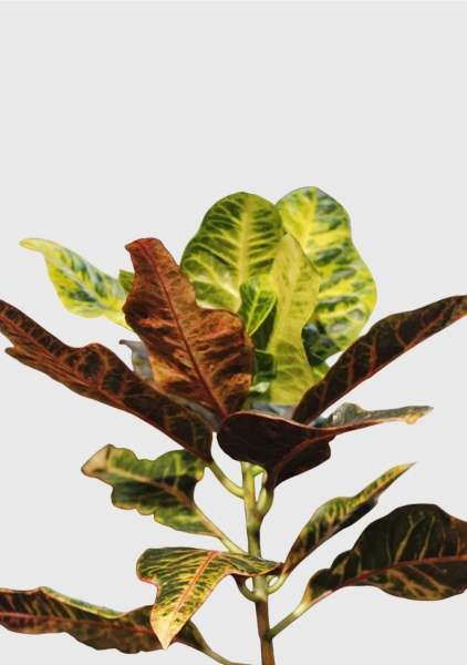 Кротон (Кодиеум) Миссис Айстон 14/50 см в CUBE COLOR 16 Кротон (Кодиеум) Миссис Айстон 14/50 см в CUBE COLOR 16