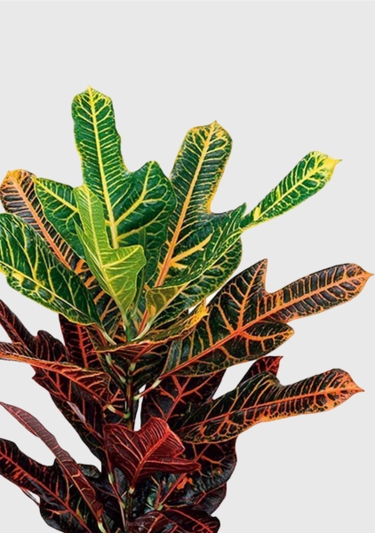 Кротон (Кодиеум) Экселент 17/50 см в QUADRO LS 21