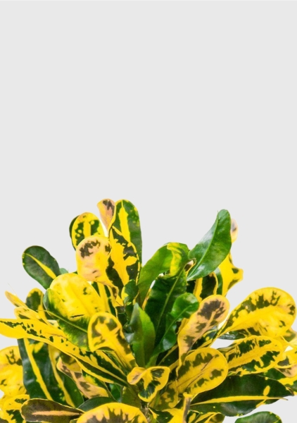 Кротон Еллоу 12/30 см