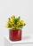 Кротон Еллоу 12/30 см в CUBE GLOSSY 14