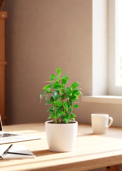 Лавр 9/30 см в CUBE GLOSSY 14 Лавр 9/30 см в CUBE GLOSSY 14