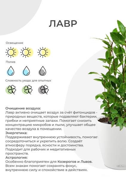 Лавр 9/30 см в CUBE GLOSSY 14 Лавр 9/30 см в CUBE GLOSSY 14