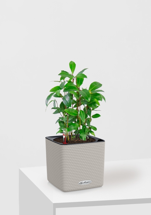 Лавр 9/30 см в CUBE COLOR 14
