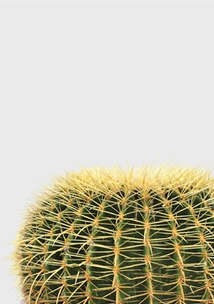 Эхинокактус Грузони 12/20 см в CUBE COLOR 14