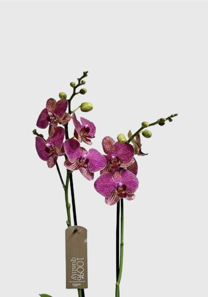 Орхидея Фаленопсис темно-фиолетовая 12/60 см