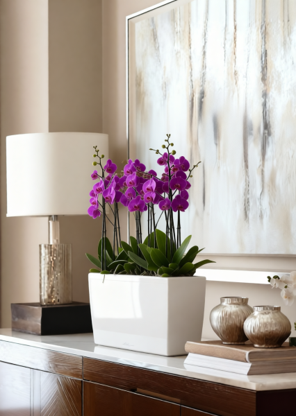 Орхидея Фаленопсис темно-фиолетовая 12/60 см