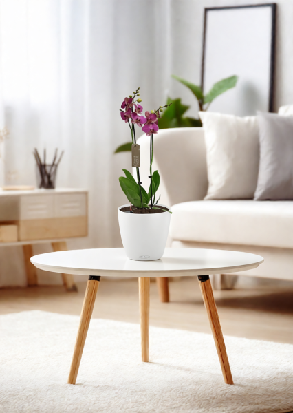 Орхидея Фаленопсис темно-фиолетовая 12/60 см