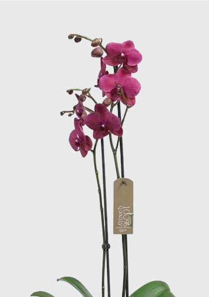 Орхидея Фаленопсис коралловая 12/60 см