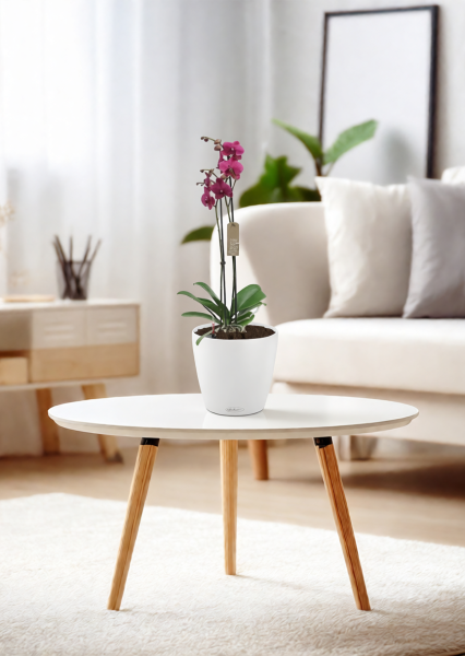 Орхидея Фаленопсис коралловая 12/60 см