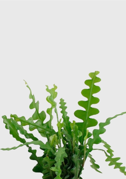 Эпифиллум Угловатый 17/35 см