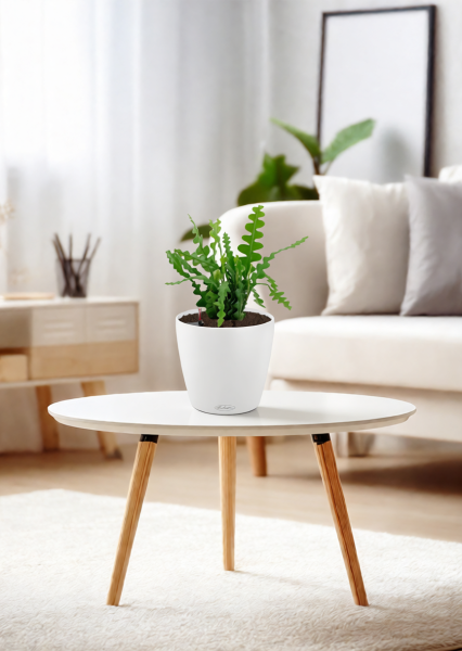 Эпифиллум Угловатый 17/35 см