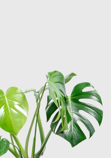 Монстера Делициоза 14/50 см