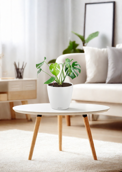 Монстера Делициоза 14/50 см