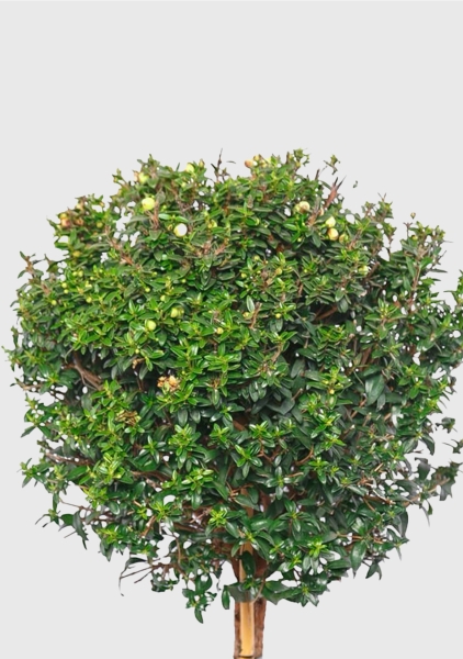 Мирт на стволе 19/75 см в CLASSICO LS 21 Мирт на стволе 19/75 см в CLASSICO LS 21