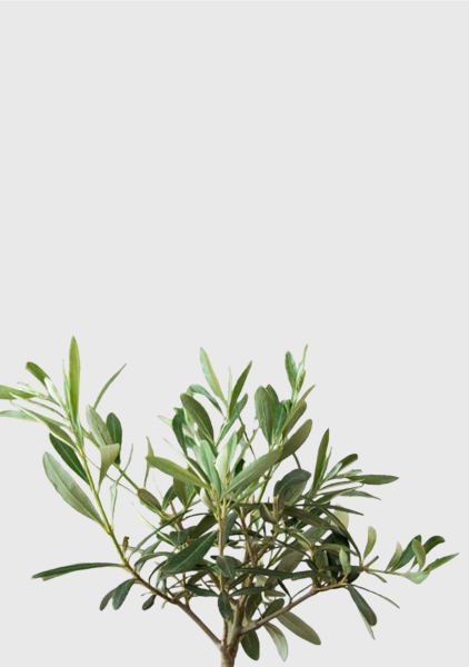 Олива 12/30 см в PURO 20