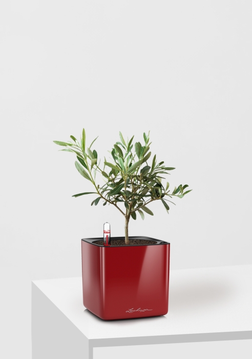 Олива 12/30 см в CUBE GLOSSY 14