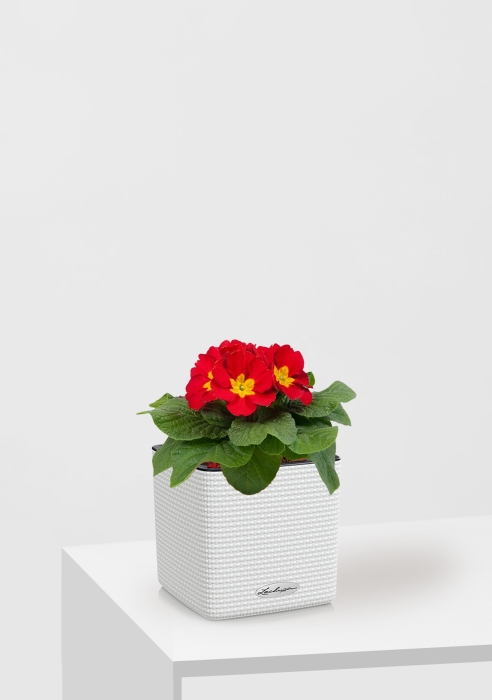 Примула 12/30 см в CUBE COLOR 14, белый