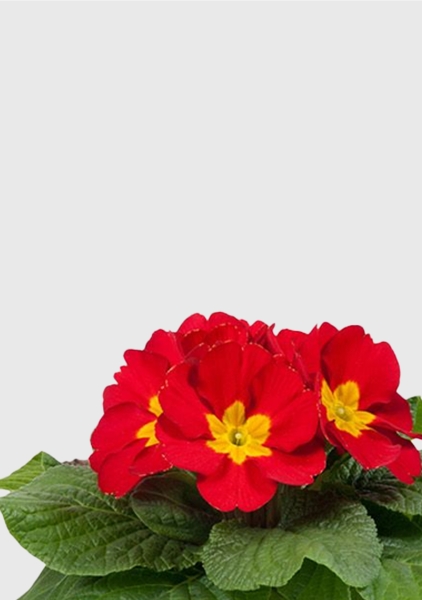 Примула 12/30 см в CUBE COLOR 14 Примула 12/30 см в CUBE COLOR 14