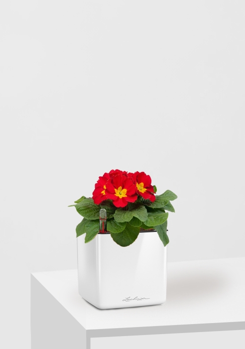 Примула 12/30 см в CUBE GLOSSY 14, белый блестящий