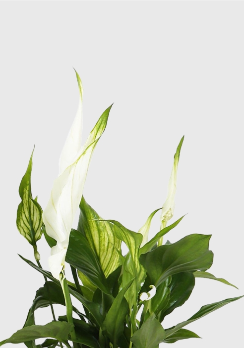 Спатифиллум 9/30 см в OJO