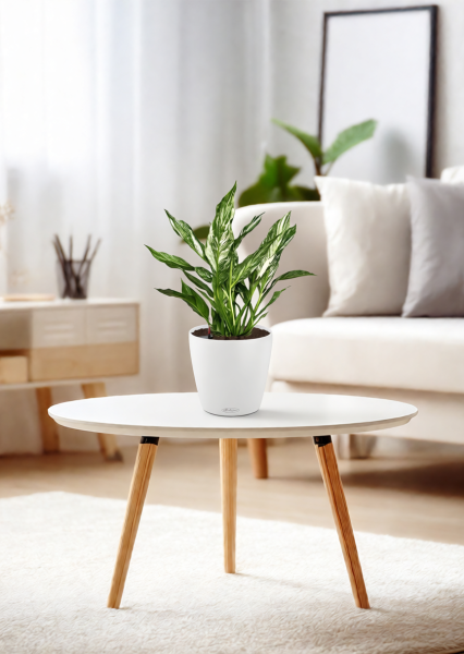 Спатифиллум вариегатный (без соцветий) 12/40 см