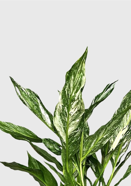 Спатифиллум вариегатный (без соцветий) 12/40 см в CANTO STONE 14 Спатифиллум вариегатный (без соцветий) 12/40 см в CANTO STONE 14