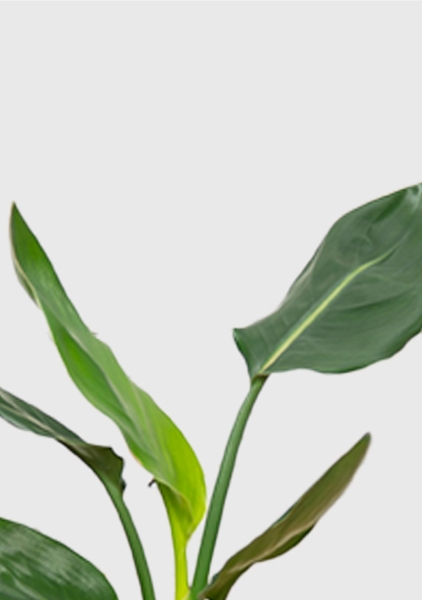 Стрелиция Регина 9/30 см в CUBE GLOSSY KISS 14