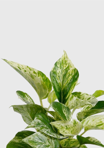 Сциндапсус Марбл Квин 12/20 см в CANTO STONE 14 Сциндапсус Марбл Квин 12/20 см в CANTO STONE 14