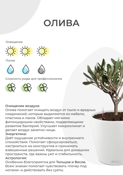 Олива на стволе 17/65 см в CLASSICO Color 21