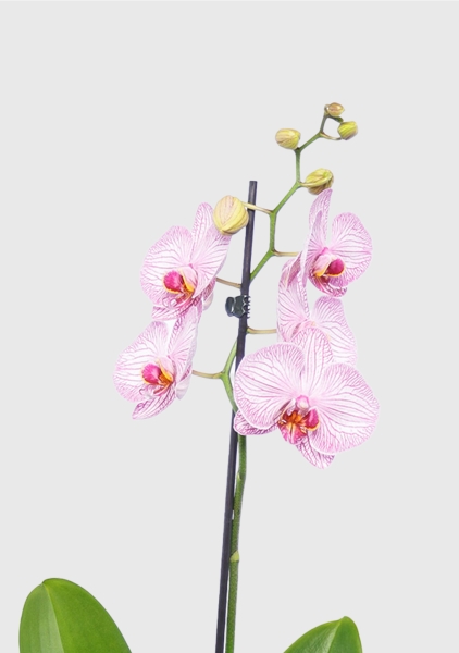 Орхидея Фаленопсис светло-розовая 12/60 см в OJO