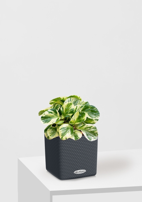 Пеперомия Биколор в CUBE COLOR 14, серый