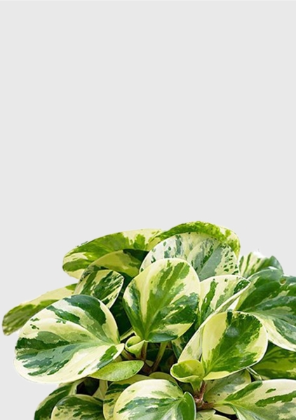 Пеперомия Биколор 12/20 см в CUBE GLOSSY 14 Пеперомия Биколор 12/20 см в CUBE GLOSSY 14