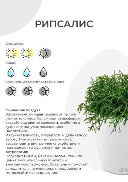 Рипсалис подвесной 17/30 см в CLASSICO COLOR 21 Рипсалис подвесной 17/30 см в CLASSICO COLOR 21