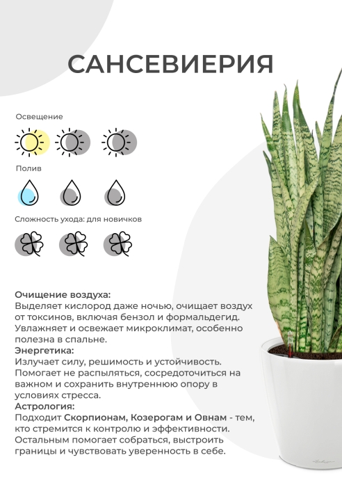 Сансевиерия Ханни 12/25 см