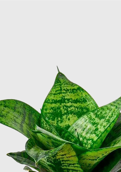 Сансевиерия Ханни 12/25 см в CUBE Color 14 Сансевиерия Ханни 12/25 см в CUBE Color 14