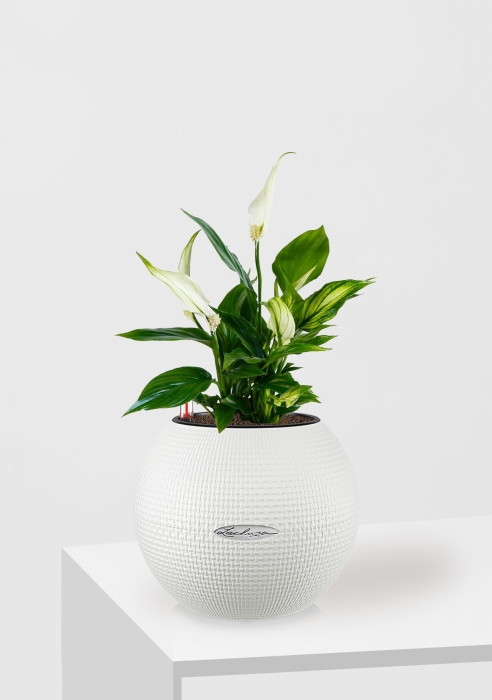 Спатифиллум в PURO 20, белый