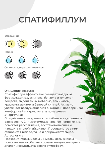 Спатифиллум 12/35 см в OJO Спатифиллум 12/35 см в OJO