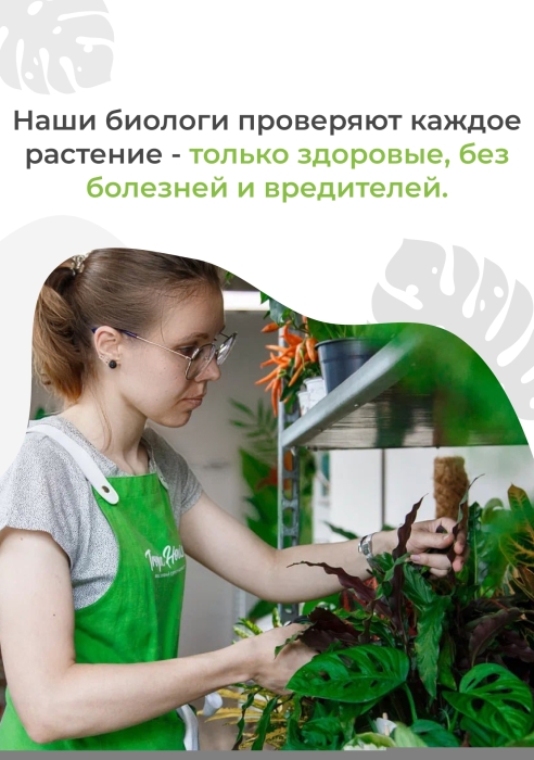 Спатифиллум 12/35 см в OJO