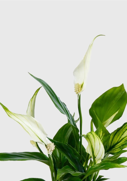 Спатифиллум 12/35 см в LAMELA MAGNOLIA fi 135