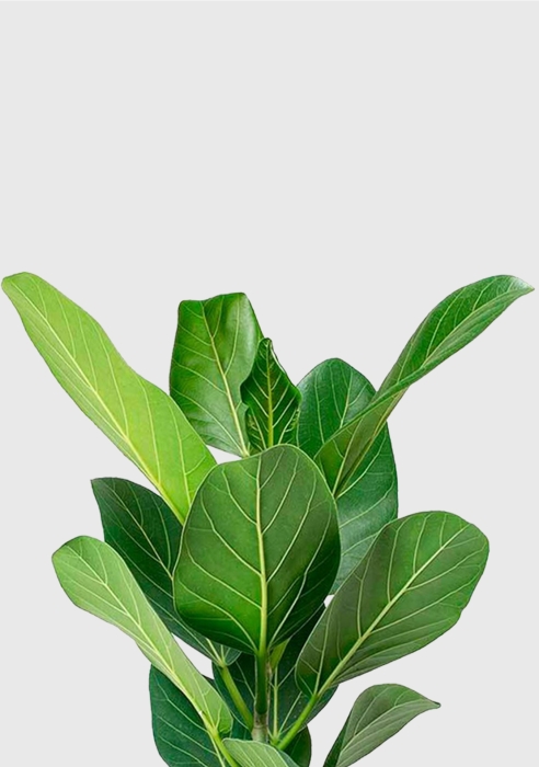 Фикус Бенгальский Одри 12/30 см в PURO 20