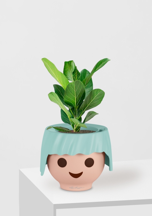 Фикус Бенгальский Одри 12/30 см в OJO