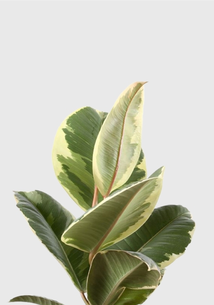 Фикус Эластика Тинеке 12/35 см в CANTO STONE 14