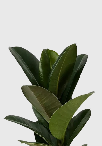 Фикус Эластика Кинг Конг 1 ствол 12/40 см в OJO Фикус Эластика Кинг Конг 1 ствол 12/40 см в OJO