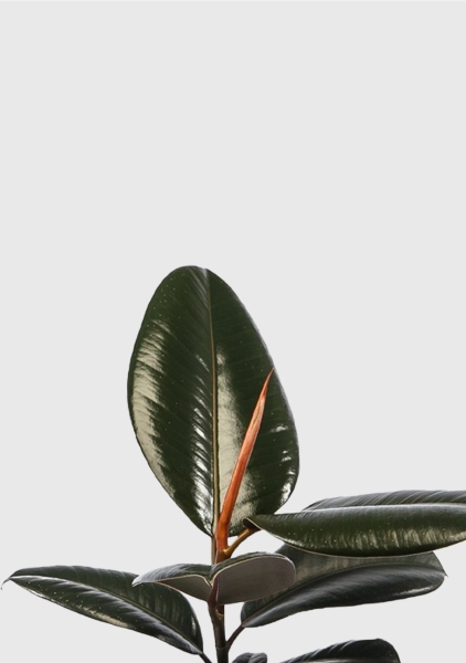 Фикус Эластика Абиджан 12/35 см Фикус Эластика Абиджан 12/35 см