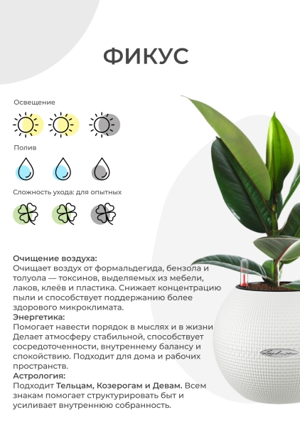 Фикус Эластика Абиджан 12/35 см в OJO Фикус Эластика Абиджан 12/35 см в OJO