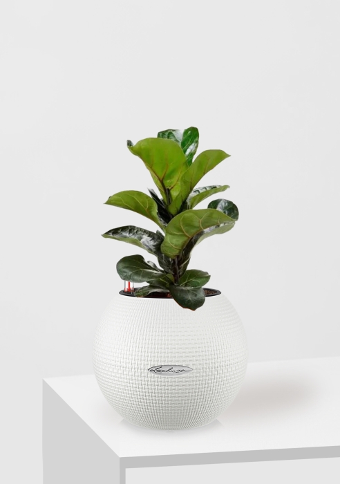 Фикус Лирата Бамбино в PURO 20, белый