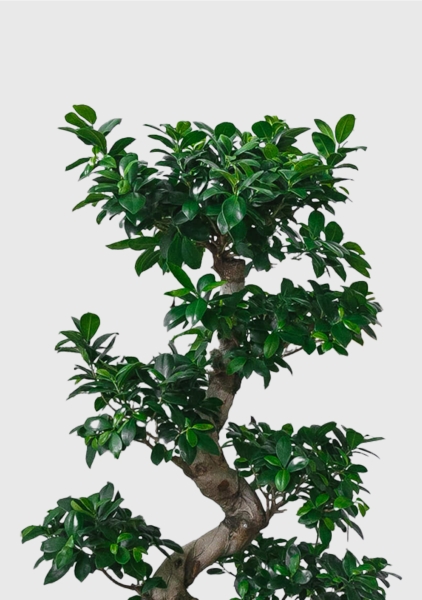 Фикус Бонсай в керамике 45/80 см в QUADRO LS 50