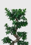 Фикус Бонсай в керамике 45/80 см в QUADRO LS 50