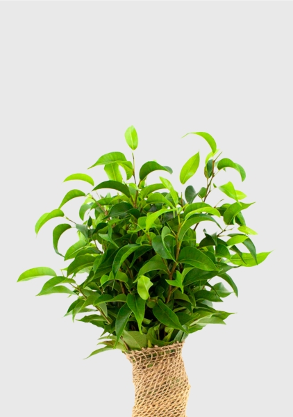 Фикус Бенджамина Наташа в джуте 12/30 см в CUBE COLOR 14